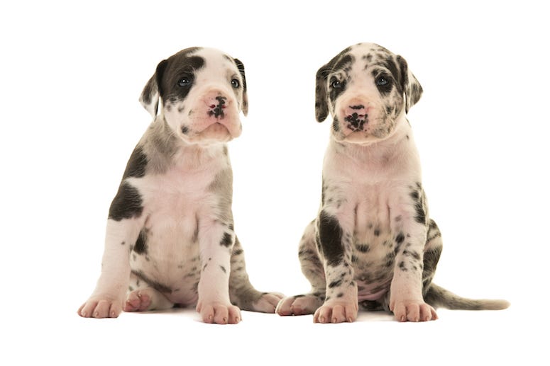 Great Danes, Puppies, Dogs, White Background