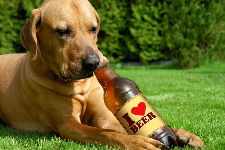 dog brew
