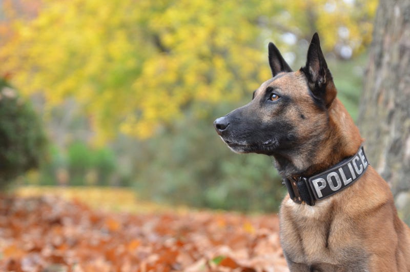Belgian Malinois K-9 Officer