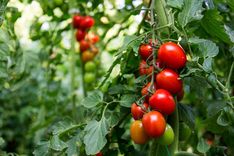 Tomato Plants