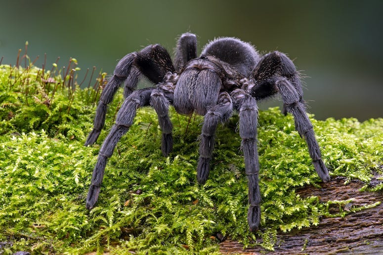 Brazilian Black Velvet Tarantula, Outdoors, Grass, Black, Giant, Spider, Mossy Log
