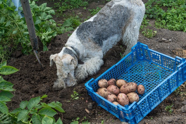 dog potato