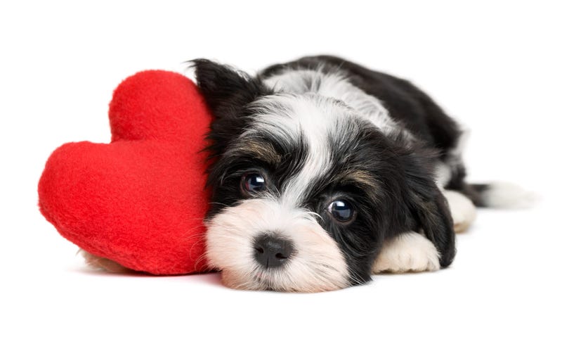 dog-valentine-GettyImages-505126352.jpg