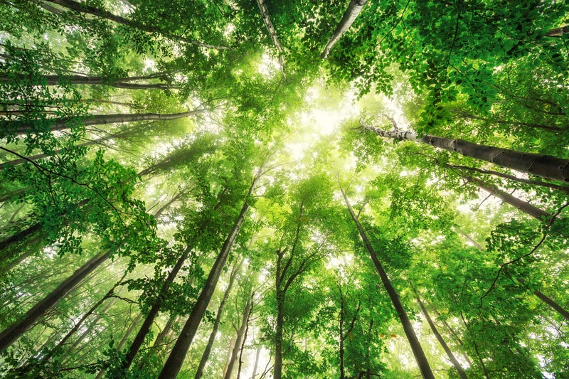 Earth Day