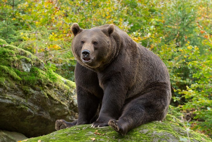 bear