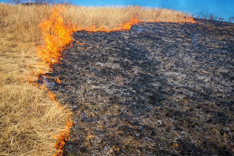 Grass Fire, Burning, Flames