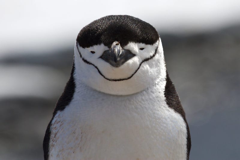 chinstrap penguin
