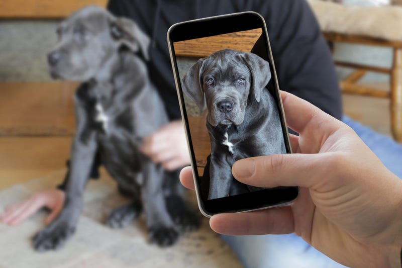 Person with a dog