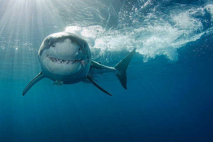 Shark