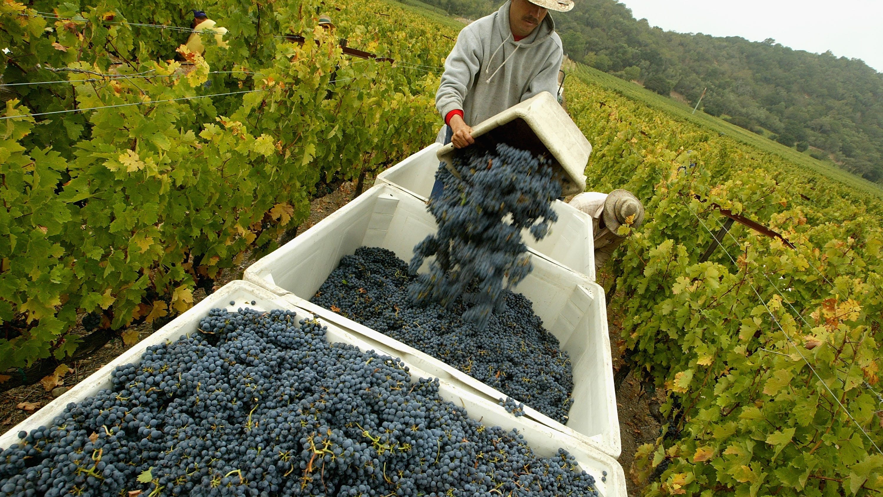 Report Uncorks $10B in Statewide Losses for Coronavirus-Hampered Wine Industry