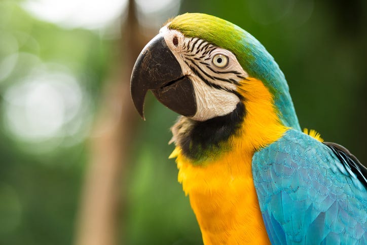 Macaw