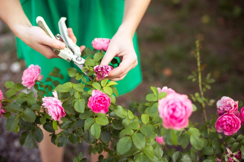 Rose Bush