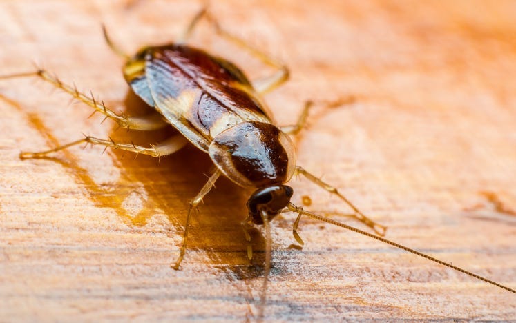 roach 