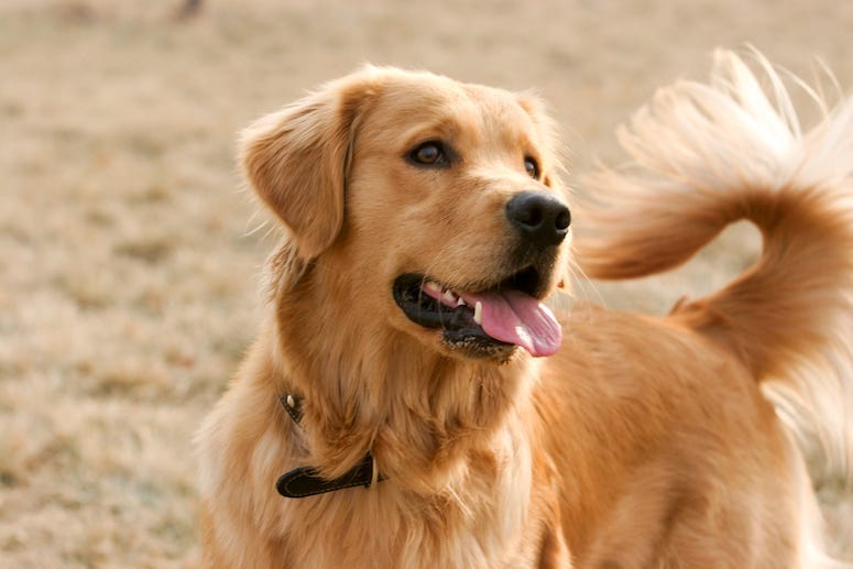Golden Retriever, Dog, Field, Tongue