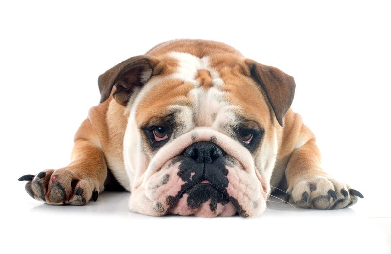 Sad Bulldog