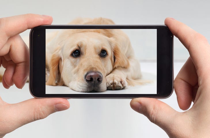 Dog on a smart phone