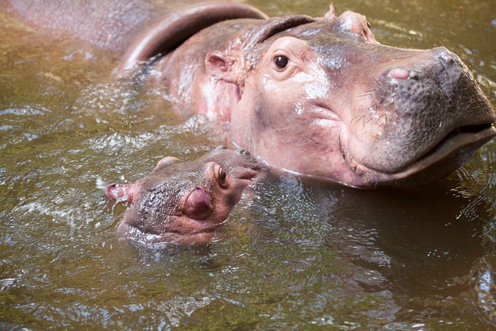 Hippo and her calf