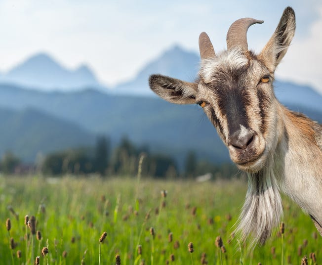 Goat