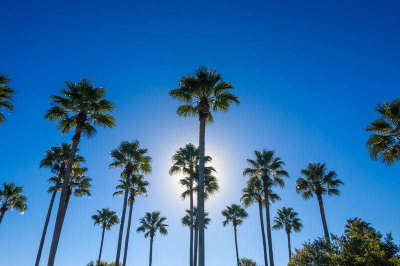 Florida Palm Trees