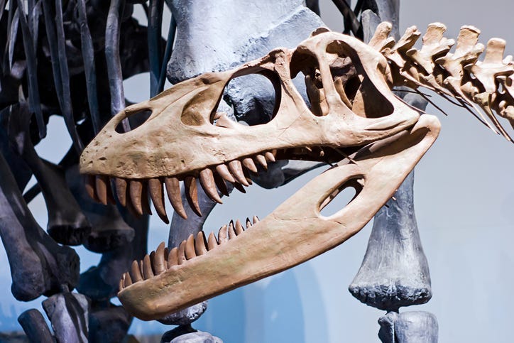 dino bones