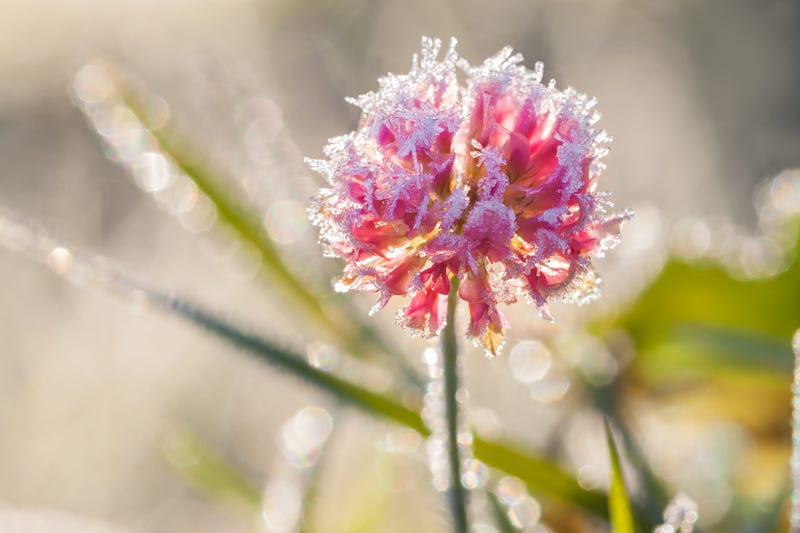 frost warning