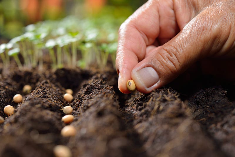 plant-seeds-GettyImages-527229644.jpg