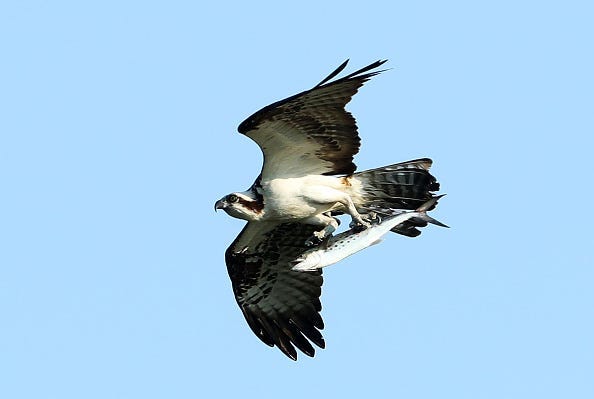 bird