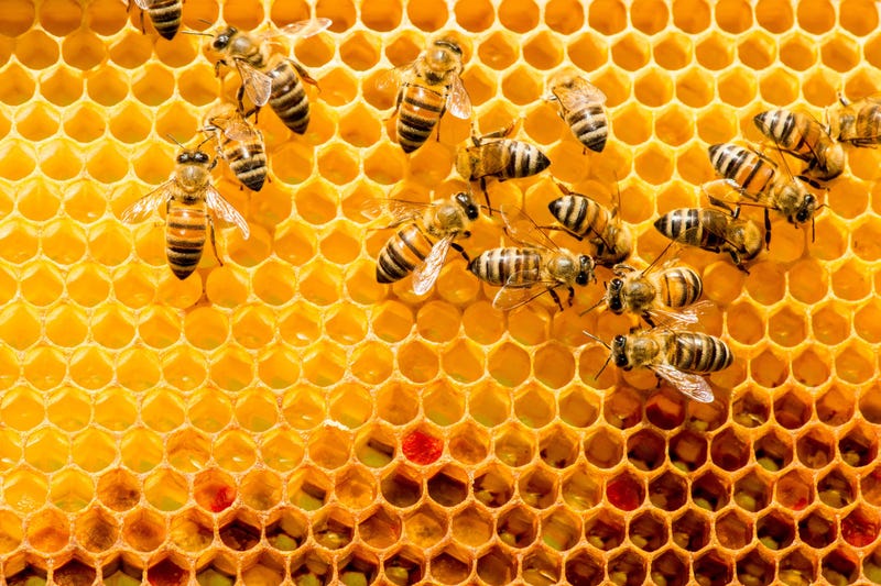 Bees