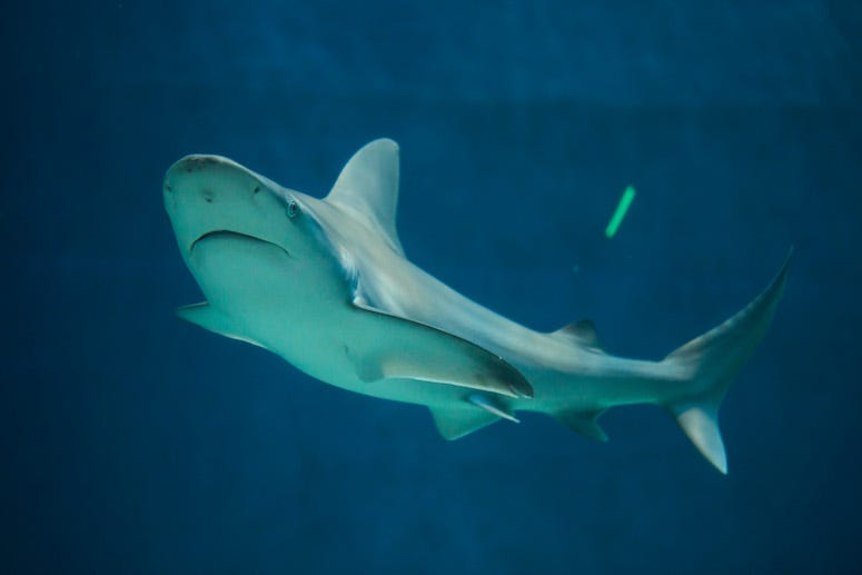 Sandbar Shark, Swimming, Underwater