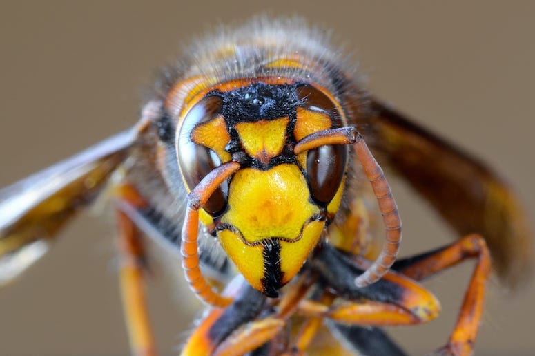 Murder Hornet, Close Up, Japanese Giant Hornet