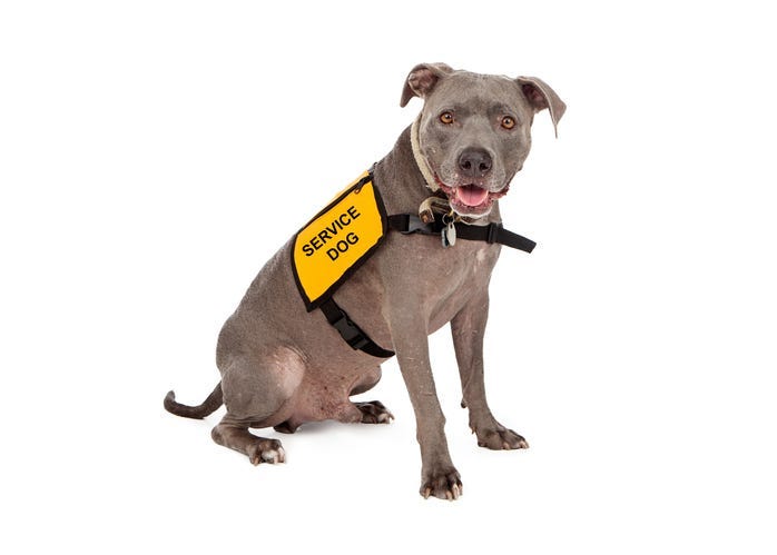 Service animal