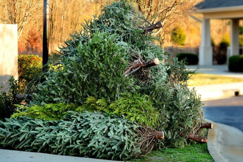 Christmas Trees, Trash, Pickup, Dead, Front Yard, Curb