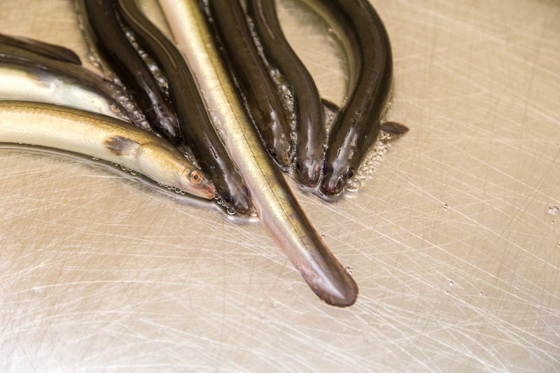 Eels