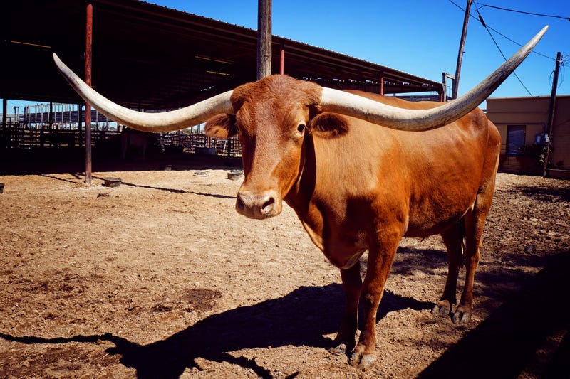 fort worth stock yards
