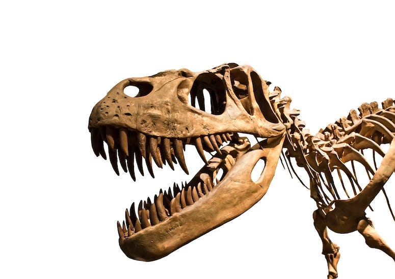 Tyrannosaurus Rex, T-Rex, Skeleton, Skull, Fossil