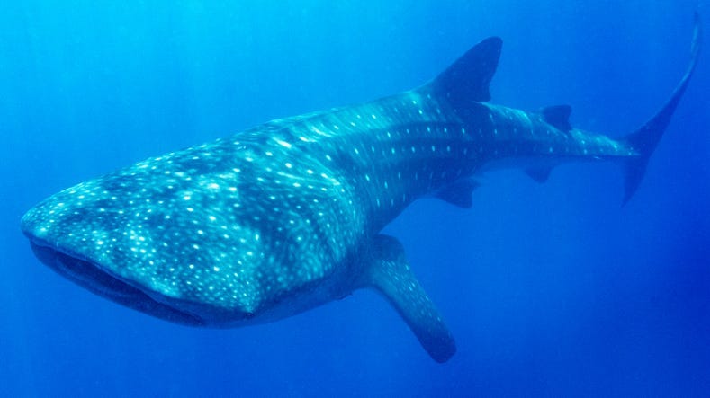 Whale Shark Swimming