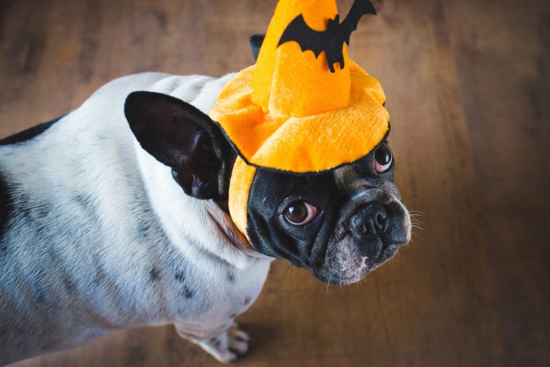 Dog In A Halloween Hat
