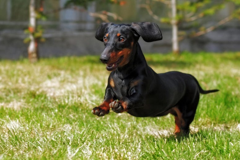 dog