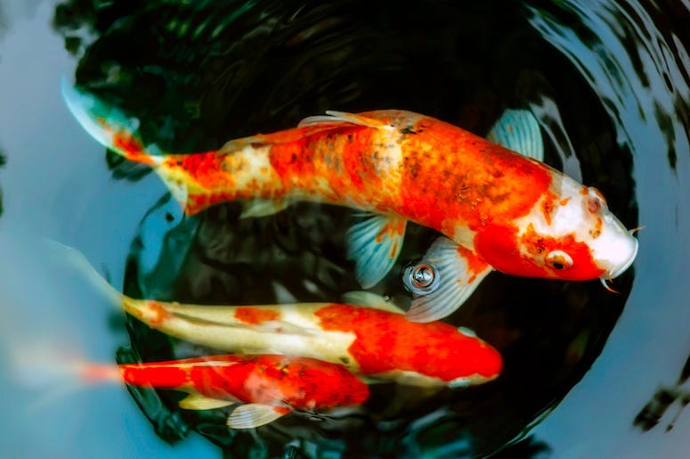 Koi Fish, Pond, Water, Fish, Orange