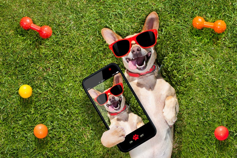 Dog Selfie