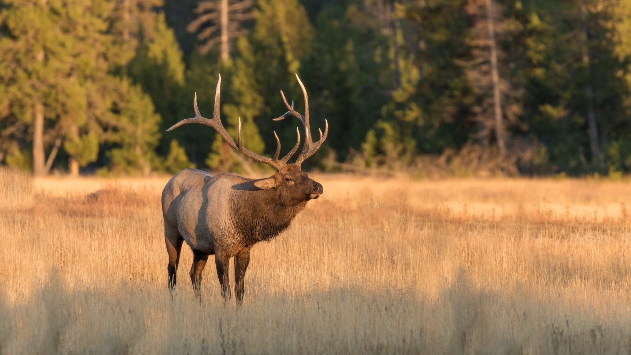 Missouri's first elk hunting season in modern history coming this fall