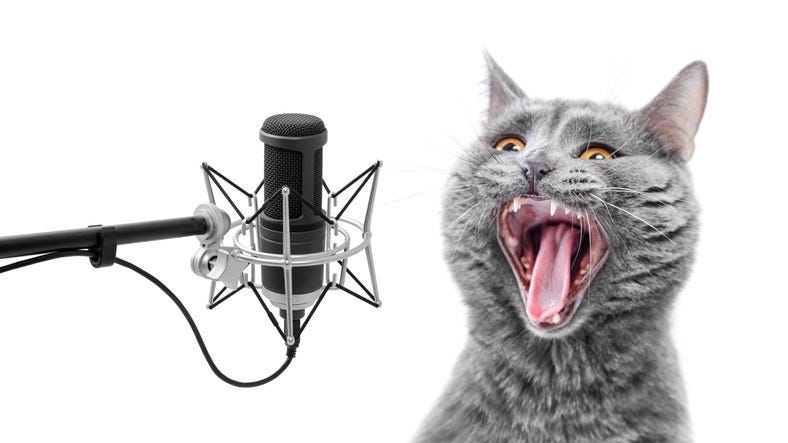 cat singing