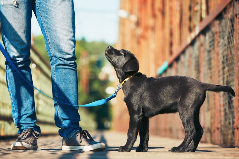 training-puppy-GettyImages-589434932.jpg