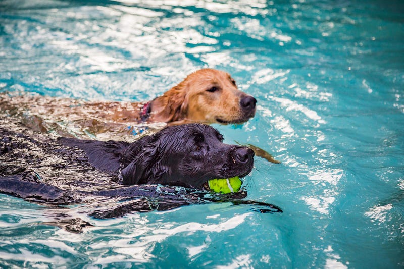 Dogs in a pool
