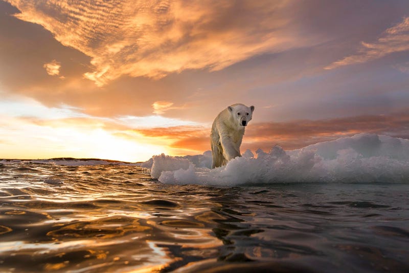 A polar bear stands on melting sea ice at sunset near Harbour Islands in Canada.  PAUL SOUDERS | WORLDFOTO / GETTY IMAGES