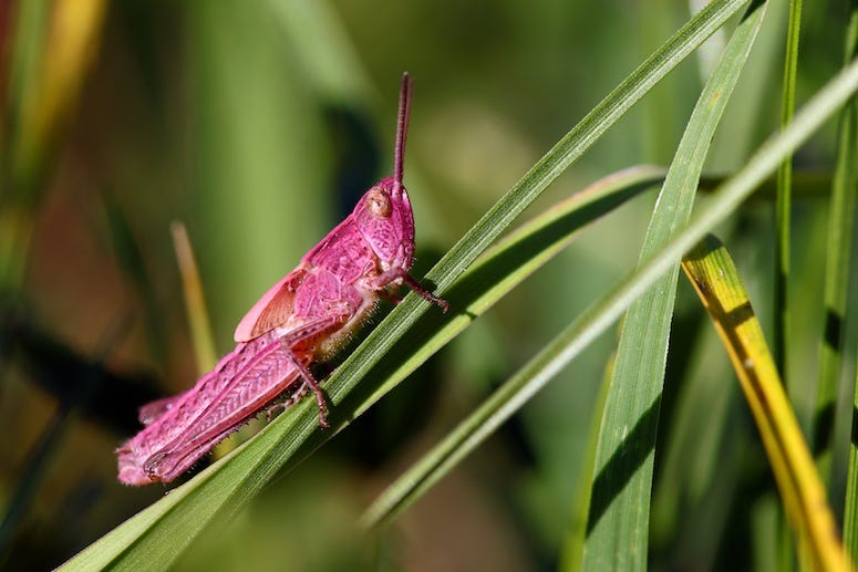 Pink Grasshopper, Chorthippus parallelus, Grasshopper, Grass, Close Up