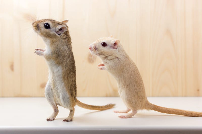 Two pet gerbils standing at attention