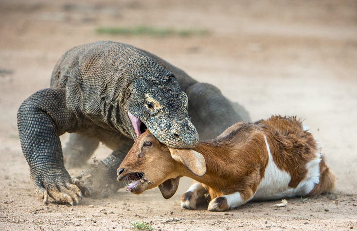 The Komodo dragon (Varanus komodoensis) attacks the prey. It is the biggest living lizard in the world. Island Rinca. Indonesia.