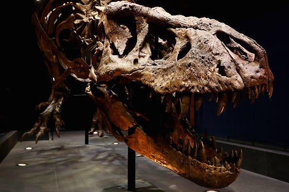 A general view of the skull, jaw, rib cage and teeth of Trix the female T-Rex