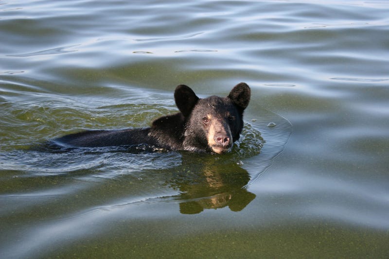 Black bear in water